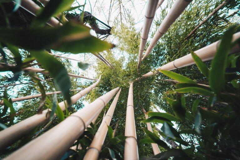 The Growing Importance of Bamboo in Circular Living