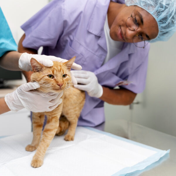 The Role Of Veterinary Hospitals In Managing Skin And Allergy Issues