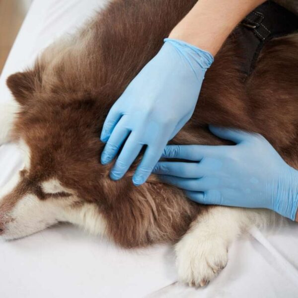 How Animal Clinics Provide Pain Management For Pets
