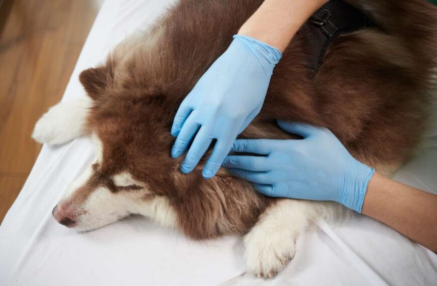 How Animal Clinics Provide Pain Management For Pets