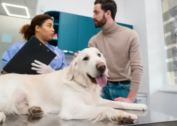 Why Pet Owners Should Familiarize Themselves With Local Urgent Care Options
