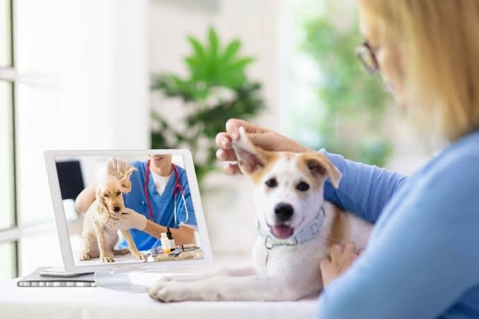 4 Benefits Of Telehealth Options In Veterinary Care
