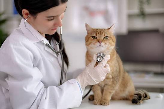 Why Pet Owners Should Familiarize Themselves With Local Urgent Care Options