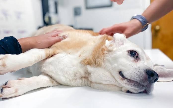 How Animal Clinics Provide Pain Management For Pets